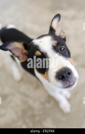 A vertical shot of a cute puppy dog looking up curiously. Stock Photo