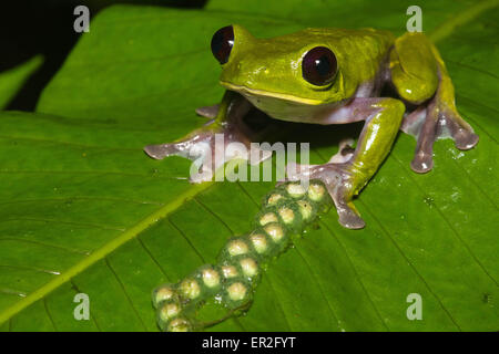 A gliding leaf frog (Agalychnis spurrelli) and its eggs. Stock Photo