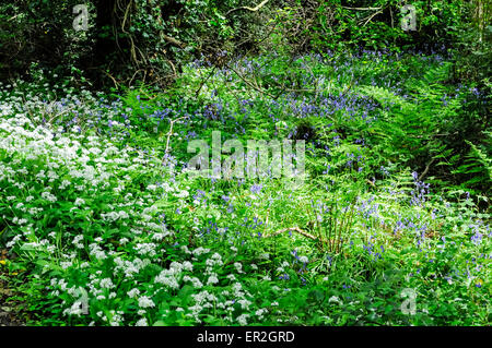 Wild garlic and bluebells in flower in a forest Stock Photo