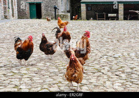 Chickens in a farmyard Stock Photo