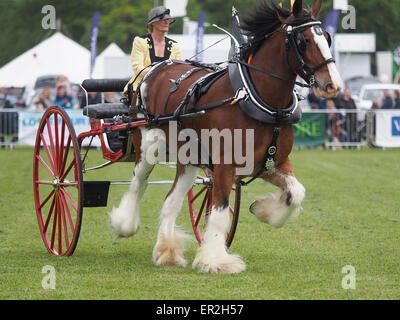 Bywell, England - May 25, 2015: An entrant in the singles section of the Heavy Horses Turnout displaying in the main arena at the Northumberland County Agricultural Show at Bywell Hall, near Stocksfield, in North east England. Agriculture is an important part of the economy in the region and such events shows draw large numbers of visitors. Credit:  AC Images/Alamy Live News Stock Photo