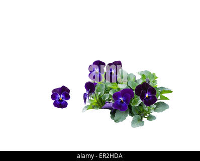 Pansy bouquet arrangement with dark purple flowers isolated on white. Stock Photo