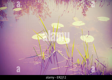 Vintage filtered nature background, water lilies in lake.
