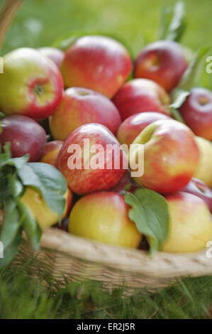 Wiese Korb Garten Weidenkorb Obst Fruechte Jonagold Obstsorte Apfelsorte Kernobst Vitaminreich Ernaehrung Gesund Ernte Apfelernt Stock Photo
