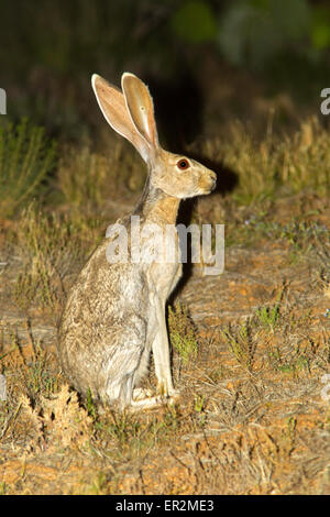 Antelope Jackrabbit  Lepus alleni Tucson, Pimal County, Arizona, United States 11 May        Adult      Leporidae Stock Photo