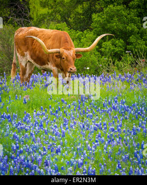 Longhorn cattle among bluebonnets in the Texas Hill Country Stock Photo