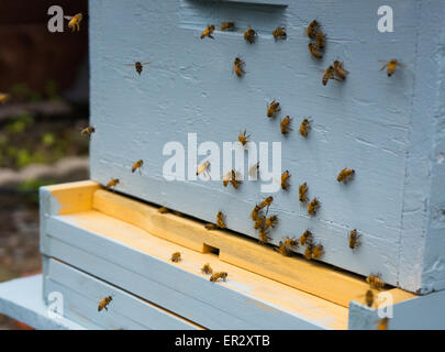 Bees flying and hanging out in front of bee hive Stock Photo