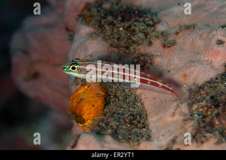 Striped Triplefin Dauin Dumaguete Stock Photo