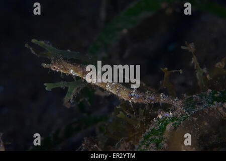 Shortpouch Pygmy Pipehorse Dauin Dumaguete Stock Photo