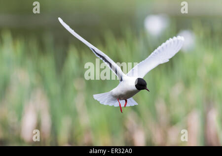 Little gull, Larus minutus hovering Stock Photo