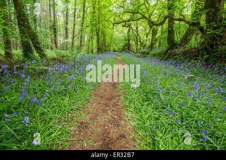 Blue bell path way through the woods at godolphin cornwall england uk Stock Photo