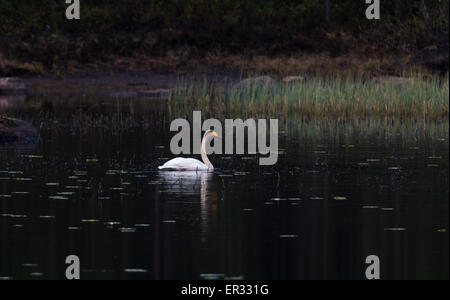 Whooper swan, Cygnus cygnus, swimming in a forest lake with water lilies leaves Stock Photo