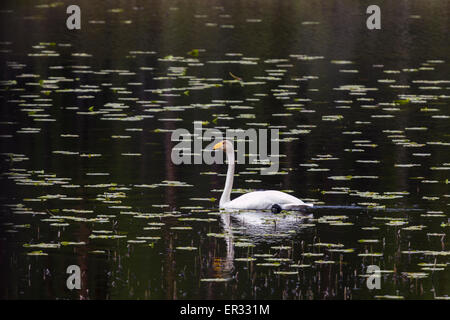 Whooper swan, Cygnus cygnus, swimming in lake with water lilies leaves Stock Photo