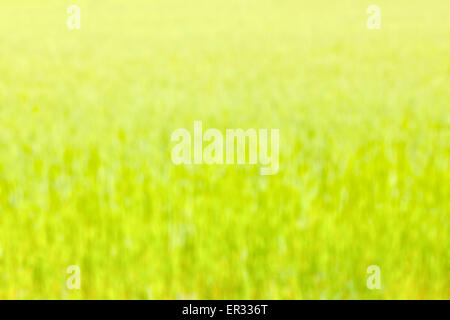 Natural green blurred abstract background, blurred crop field. Stock Photo