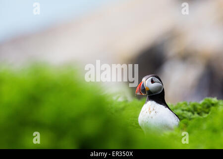 Pembrokeshire, Wales, UK. 24th May, 2015. Atlantic puffin on clifftop. Biologists have announced record numbers of Atlantic puffins living on Skomer. Over 21,000 individuals have been counted on the island. Puffins can be visited on Skomer from May to mid-July, with 500 people per day able to visit the small island off the west coast of Wales. Photographer comment: 'I've been photographing puffins on Skomer for years and they never cease to entertain, challenge, and infuriate. Credit:  Dave Stevenson/Alamy Live News Stock Photo