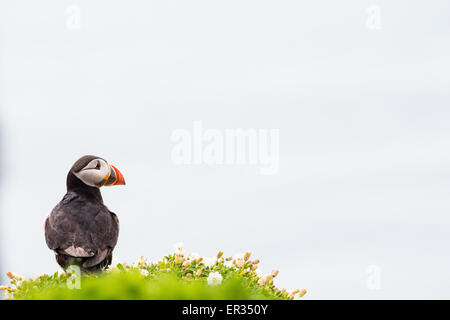 Pembrokeshire, Wales, UK. 24th May, 2015. Atlantic puffin against ocean background. Biologists have announced record numbers of Atlantic puffins living on Skomer. Over 21,000 individuals have been counted on the island. Puffins can be visited on Skomer from May to mid-July, with 500 people per day able to visit the small island off the west coast of Wales. Photographer comment: 'I've been photographing puffins on Skomer for years and they never cease to entertain, challenge, and infuriate. Credit:  Dave Stevenson/Alamy Live News Stock Photo