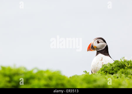 Pembrokeshire, Wales, UK. 24th May, 2015. Atlantic puffin against ocean background. Biologists have announced record numbers of Atlantic puffins living on Skomer. Over 21,000 individuals have been counted on the island. Puffins can be visited on Skomer from May to mid-July, with 500 people per day able to visit the small island off the west coast of Wales. Photographer comment: 'I've been photographing puffins on Skomer for years and they never cease to entertain, challenge, and infuriate. Credit:  Dave Stevenson/Alamy Live News Stock Photo