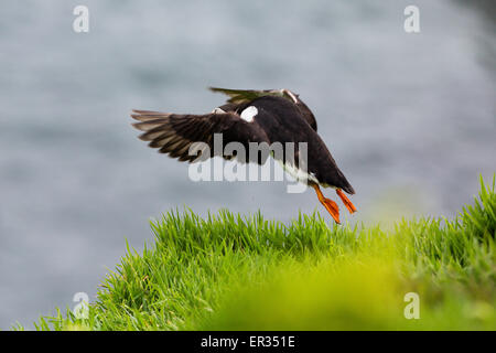 Pembrokeshire, Wales, UK. 24th May, 2015. Atlantic puffin taking flight. Biologists have announced record numbers of Atlantic puffins living on Skomer. Over 21,000 individuals have been counted on the island. Puffins can be visited on Skomer from May to mid-July, with 500 people per day able to visit the small island off the west coast of Wales. Photographer comment: 'I've been photographing puffins on Skomer for years and they never cease to entertain, challenge, and infuriate. Credit:  Dave Stevenson/Alamy Live News Stock Photo