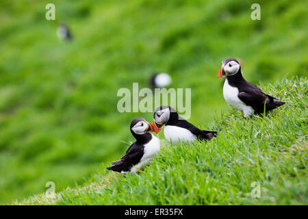 Pembrokeshire, Wales, UK. 24th May, 2015. Atlantic puffins on clifftop. Biologists have announced record numbers of Atlantic puffins living on Skomer. Over 21,000 individuals have been counted on the island. Puffins can be visited on Skomer from May to mid-July, with 500 people per day able to visit the small island off the west coast of Wales. Photographer comment: 'I've been photographing puffins on Skomer for years and they never cease to entertain, challenge, and infuriate. Credit:  Dave Stevenson/Alamy Live News Stock Photo