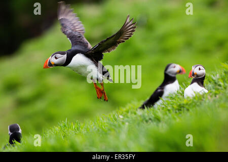 Pembrokeshire, Wales, UK. 24th May, 2015. Atlantic puffin taking flight. Biologists have announced record numbers of Atlantic puffins living on Skomer. Over 21,000 individuals have been counted on the island. Puffins can be visited on Skomer from May to mid-July, with 500 people per day able to visit the small island off the west coast of Wales. Photographer comment: 'I've been photographing puffins on Skomer for years and they never cease to entertain, challenge, and infuriate. Credit:  Dave Stevenson/Alamy Live News Stock Photo