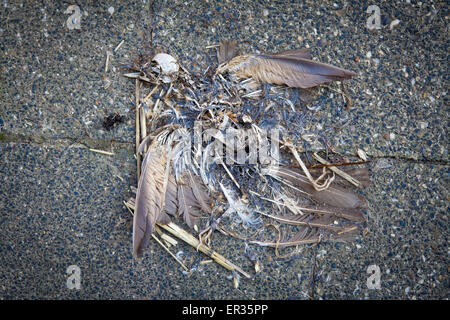 Europa, Deutschland, Nordrhein-Westfalen, Erkelenz, Skelett und Federn eines Vogels auf der Strasse.  Europe, Germany, North Rhi Stock Photo