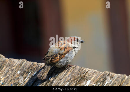 France Brittany Sparrow ultramontane Passer domesticus species once common, that now  is affected by changes in agricultural practices, is linked to human settlements and the male specimen is taken up on the top of a typical roof with wooden shingles. Stock Photo