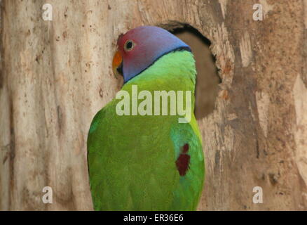 Male Indian Plum-headed parakeet (Psittacula cyanocephala) Stock Photo