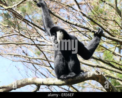 Male Southeast Asian Northern white cheeked gibbon (Nomascus leucogenys) high up in a tree Stock Photo