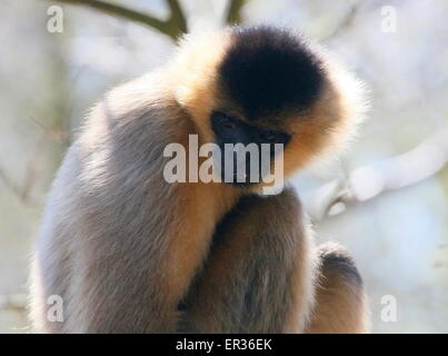 Female Southeast Asian Northern white cheeked gibbon (Nomascus leucogenys) Stock Photo