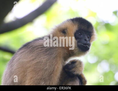 Female Southeast Asian Northern white cheeked gibbon (Nomascus leucogenys) Stock Photo