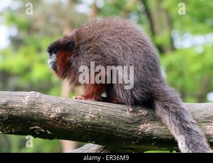 South American Coppery or Copper coloured Titi Monkey (Callicebus cupreus) Stock Photo