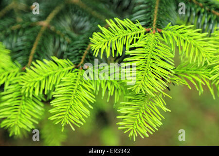 Nikko fir (Abies homolepis) Stock Photo