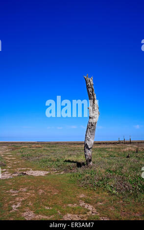 A view of an old single weathered stump on the edge of salt marshes at Thornham, Norfolk, England, United Kingdom. Stock Photo