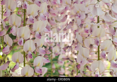 Detail of flowers of light pale violet delicate pink mauve purple lavender color Wisteria flowers Stock Photo