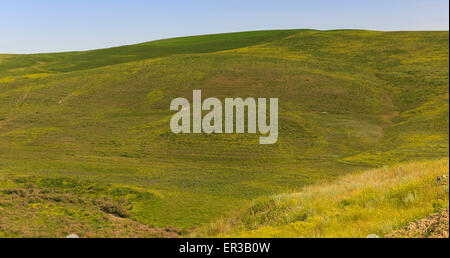 A shepherd tending a flock of sheep in the mountains of Gobustan(Azerbaijan) Stock Photo