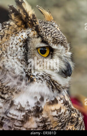 Canadian Great horned owl