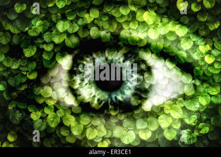 Double exposure of a human eye and wall of ivy Stock Photo