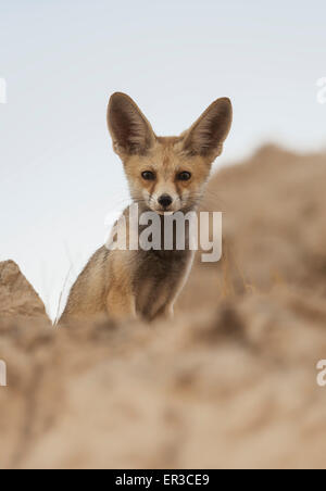 Arabian Red Fox (Vulpes vulpes arabica), Sharjah, UAE Stock Photo