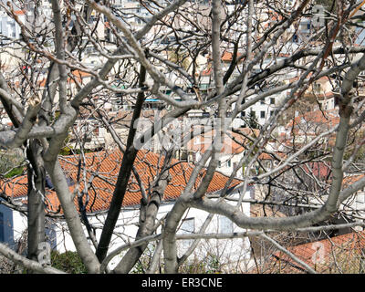 Athens, Greece- April 03, 2015: View over  the buildings of Athens thru the  thick bushes. Stock Photo