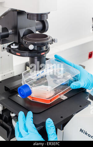 Cultures of cells in liquid medium, Biology and Research Center. Stock Photo