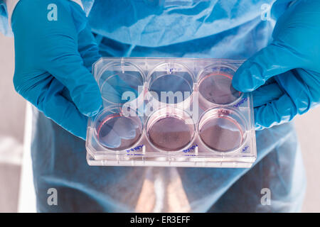 Cultures of cells in liquid medium, Biology and Research Center. Stock Photo