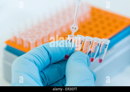 Research in biochemistry and molecular genetics, technician using a pipette to transfer proteins from a vial to a gel electrophoresis unit. Stock Photo
