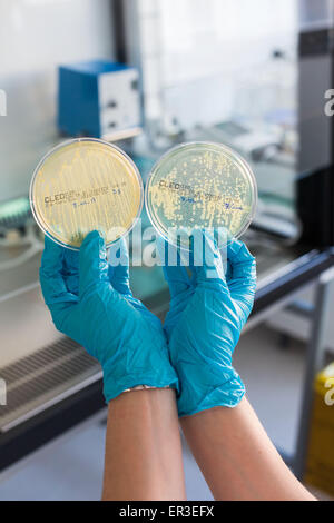 Hands holding a culture plate testing for the presence of Escherichia coli bacteria by looking at antibiotic resistance.