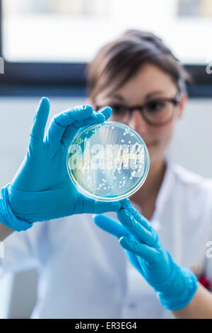 Hands holding a culture plate testing for the presence of Escherichia coli bacteria by looking at antibiotic resistance, Biology and Research Center in University Hospital Health, Limoges, France.