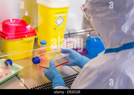 Cells culture examination, manipulations in P3 laboratory, Biology Sns-Brigh10