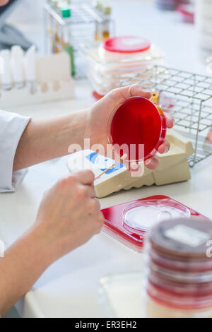 A technician plates bacteria on gelose medium in petri dish for bacterial analysis, Biology and Research Center. Stock Photo