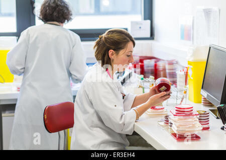 A technician plates bacteria on gelose medium in petri dish for bacterial analysis, Biology and Research Center of Limoges hospital, France. Stock Photo