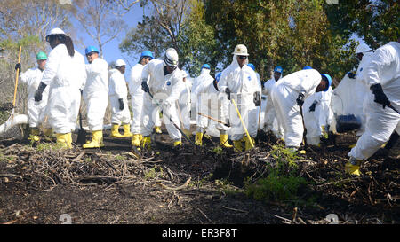 Cleanup crews work to clean up oily soil during efforts to reduce damage from a pipeline break near Rufugio State Beach May 24, 2015 in Santa Barbara, California. More than 105,000 gallons of crude oil leaked from a pipeline in one of the most scenic sections of coastline in the state. Stock Photo