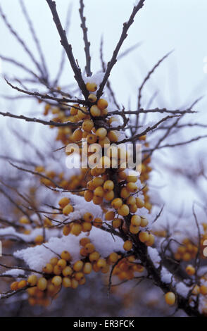 DEU, Germany, Mecklenburg-Western Pomerania, snow covered sea buckthorn (lat. Hippophae rhamnoides) at the beach in Ahrenshoop a Stock Photo