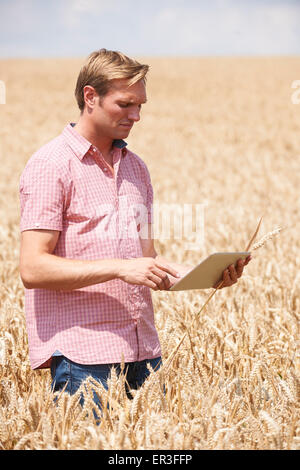 Farmer Inspecting Crops In Field Using Digital Tablet Stock Photo